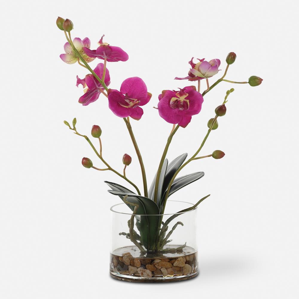 Uttermost Glory Orchid, Fuschia